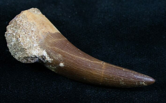Plesiosaur Tooth #7747